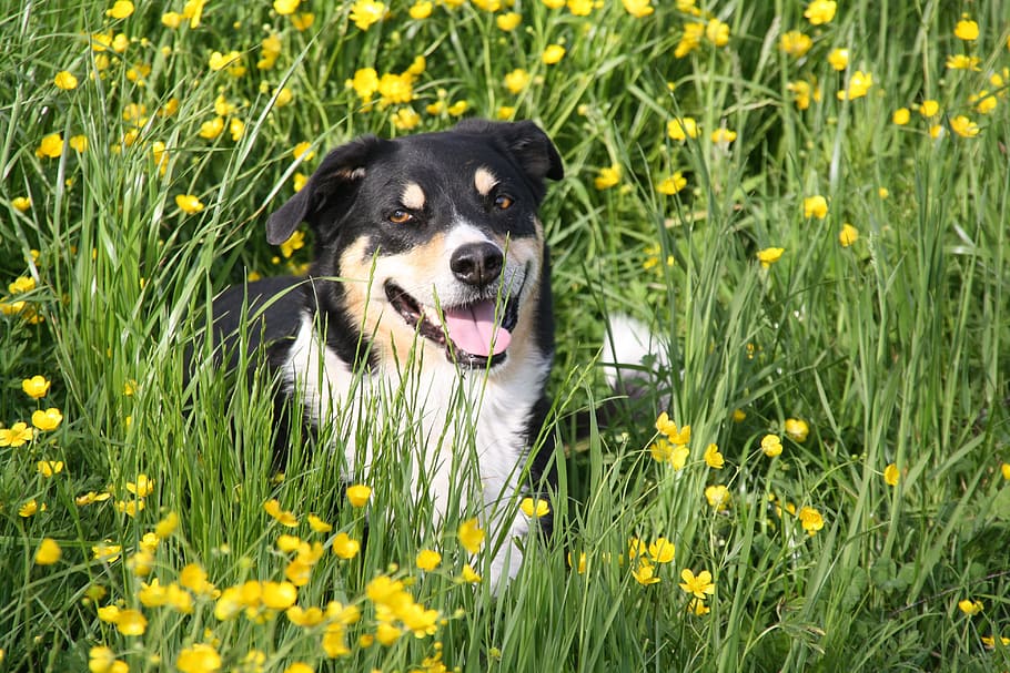 dog, grass, beautiful, border, hybrid, view, meadow, one animal, canine, animal themes