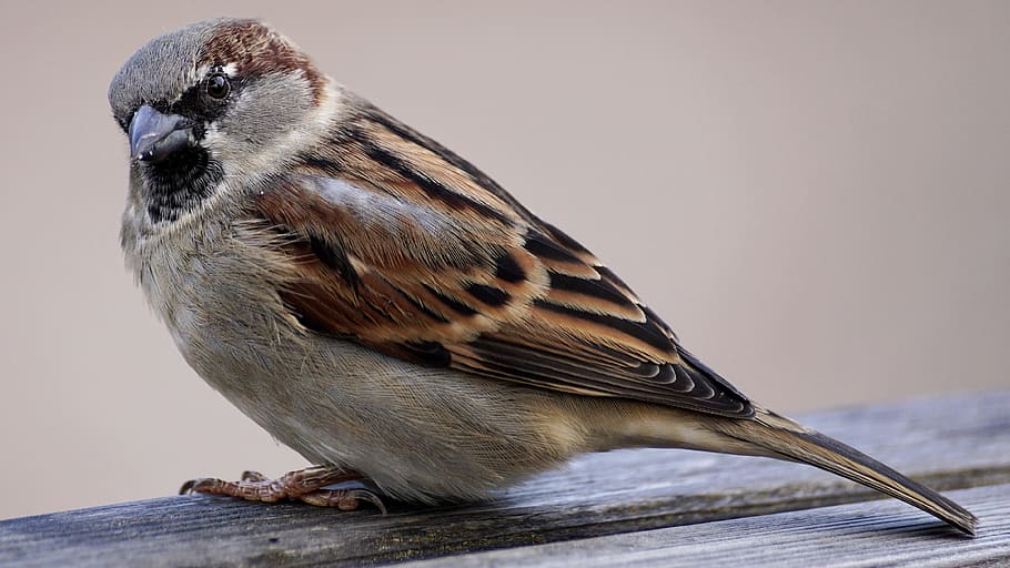 focus photography, eurasian tree sparrow, sparrow, bird, sparrows, nature, animal, sperling, feather, close