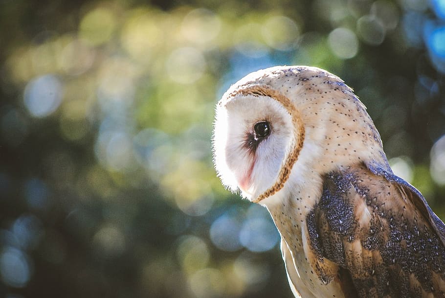 barn owl eyes close up