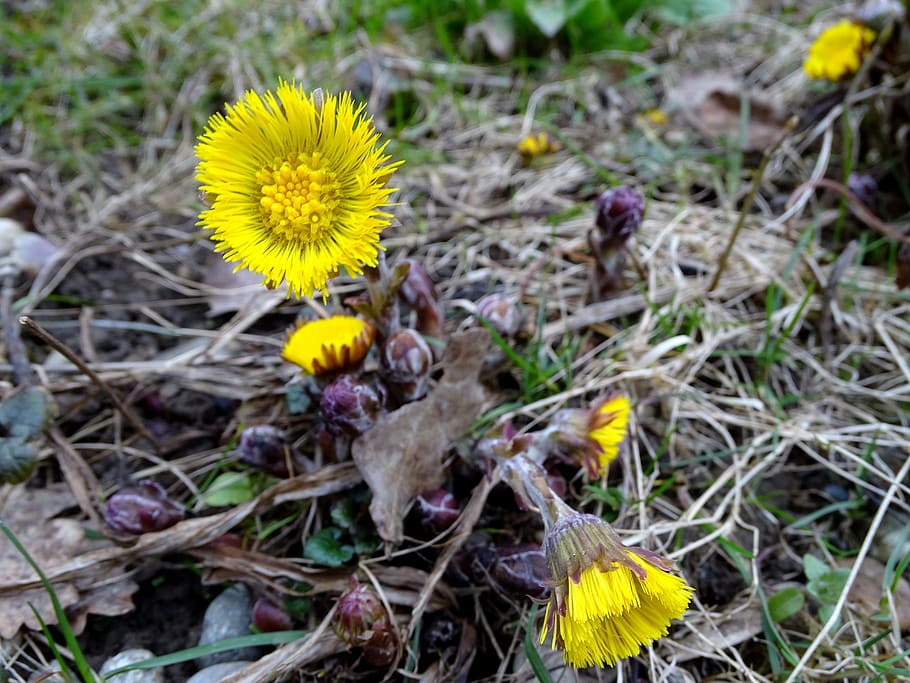 tussilago farfara, flower, yellow, early bloomer, spring, blossom, bloom, cough medicines, spring flower, composites