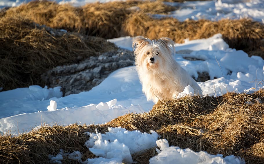 de pelo largo, blanco, perro, nieve, cachorro, animal, mascota, al aire libre, hierba, invierno