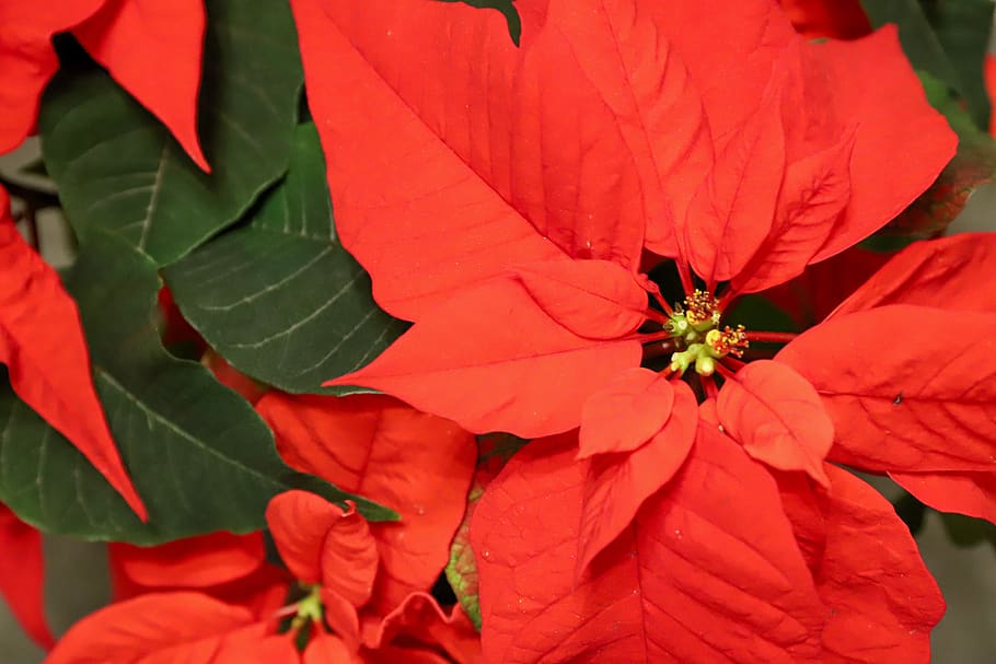 poinsettia, red, christmas, winter, flower, plants, deco, december, festive, flowering plant