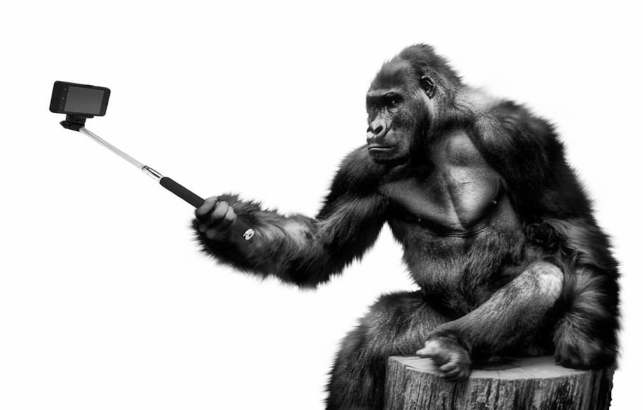 gorila, memegang, hitam, tahan karat, selfie baja, tongkat, ilustrasi, selfie, foto, kamera