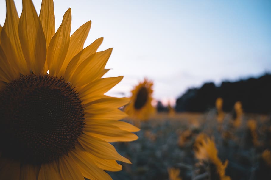 sunset, sunflower, moody, nature, summer, sky, landscape, sun, field, flowers