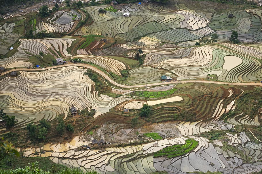 aerial, photography, field, blind stretch comb, lao cai, water, vietnam, rice, season, the field