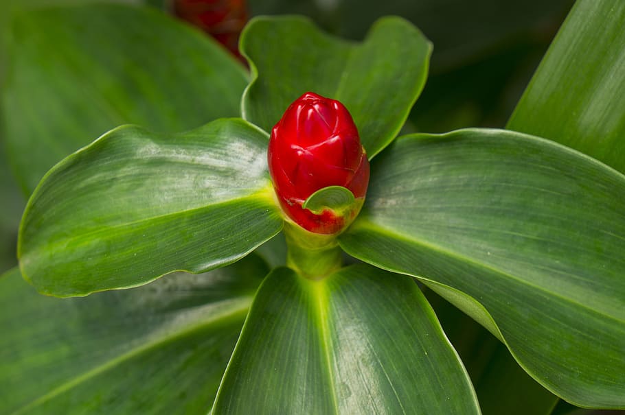 natural, red, green leaf, leaf, plant part, freshness, green color, close-up, plant, food