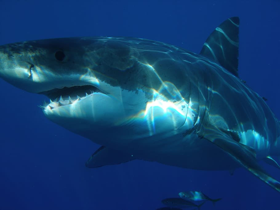 vista, tiburón, mar, gran tiburón blanco, mandíbulas, pescado, peligroso, vida marina, depredador, carcharodon carcharias