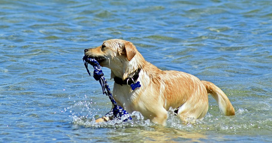 dog, bathing in the sea, retrieve, animal, animal themes, one animal, water, mammal, canine, pets