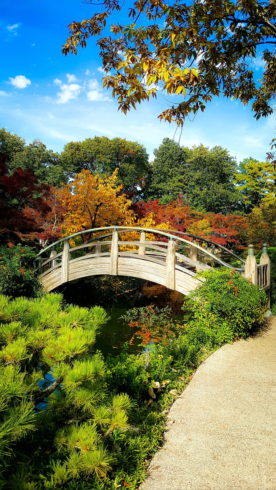 musim gugur, warna musim gugur, taman jepang, kebun raya, musim gugur yang cerah, tanaman, pohon, pertumbuhan, alam, arsitektur