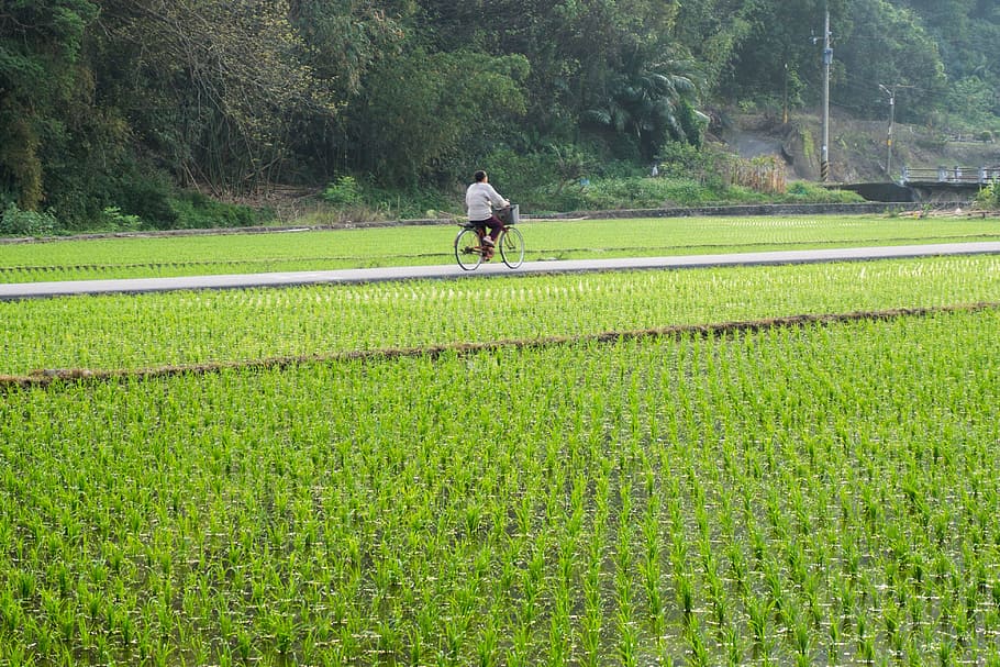 bicycle, field, rice, chinese, paddy, taiwan, rural, landscape, farm, asia