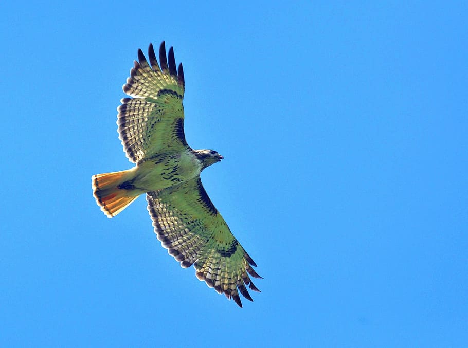 green, bird, midair, red tailed hawk, flying, flight, raptor, wildlife, nature, soaring