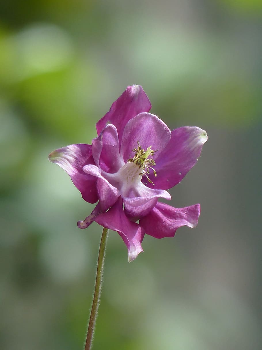 selectivo, fotografía de enfoque, rosa, flor de aguileña, akelei común, flor, florecer, púrpura, violeta roja, gota de lluvia