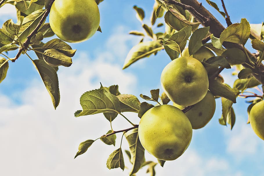 green, apples, trees, leaves, sky, sunshine, summer, clouds, fruits, healthy