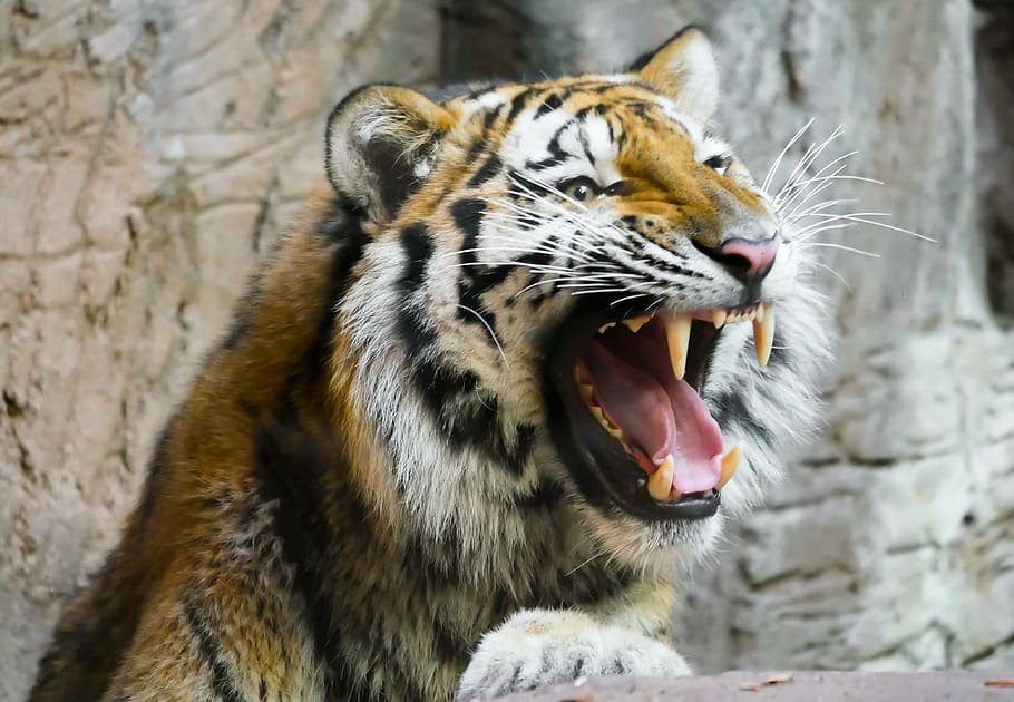 harimau coklat, hewan, harimau, kucing, predator, berbahaya, dekat, amurtiger, raungan, gigi