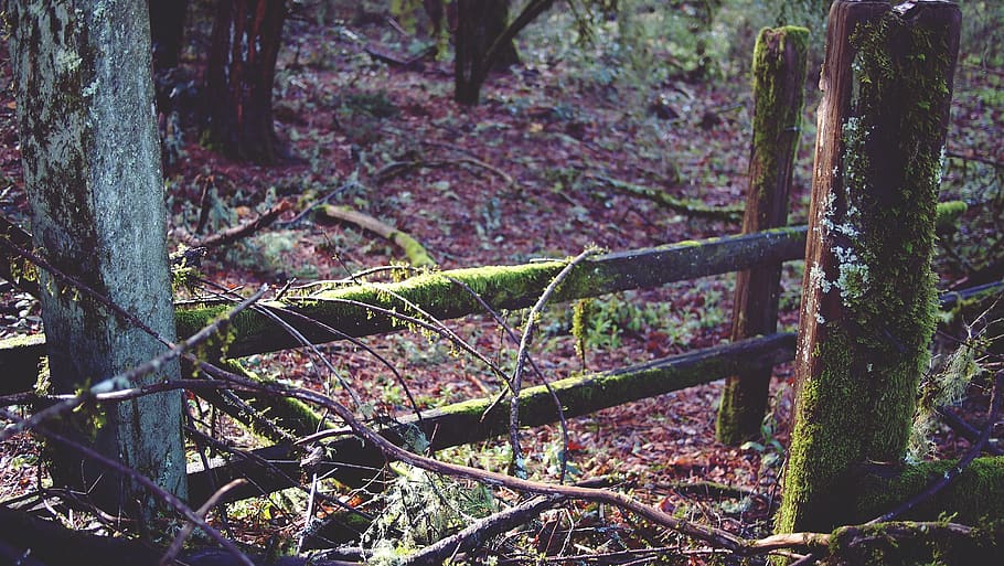 moss, forest, woods, trees, leaves, nature, sticks, plant, tree, tree trunk