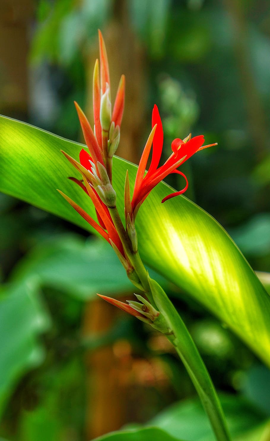 bird of paradise, strelitzia, flora, red, orange, nature, leaf, flower, garden, closeup