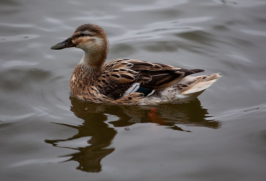 female duck, mallard, mallard hen, duck, wildlife, waterfowl, mother, paddling, bird, swimming