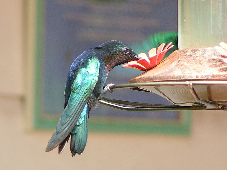 hummingbird, faux, flower, selective, focus photography, bird, martinique, vertebrate, animal wildlife, animals in the wild