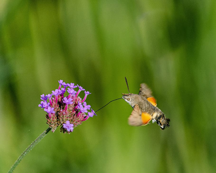 butterfly, forage, tigist, flower, violet, macro, close, nature, insect, garden