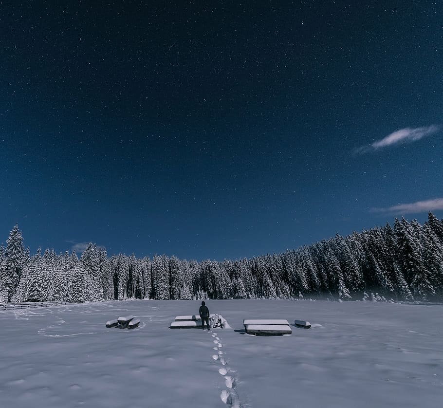 Persona, de pie, mesa de picnic, paisaje, foto, hombre, nieve, rodeado, árboles, invierno