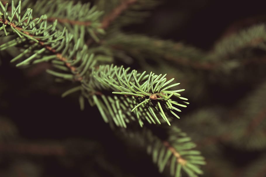 green leave, close, pine, tree, christmas, pine leaves, nature, festive, holidays, green color