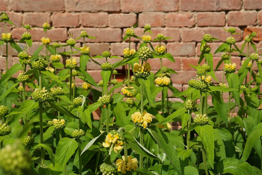 green, yellow, petaled flower plants, brick wall, flowers, russell brandkraut, phlomis russeliana, fire herb, phlomis, lamiaceae
