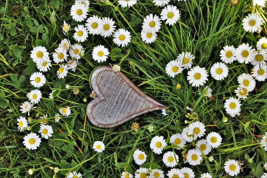 heart, brown, pendant, surrounded, white, daisy flowers, spring, wooden, daisies, grass