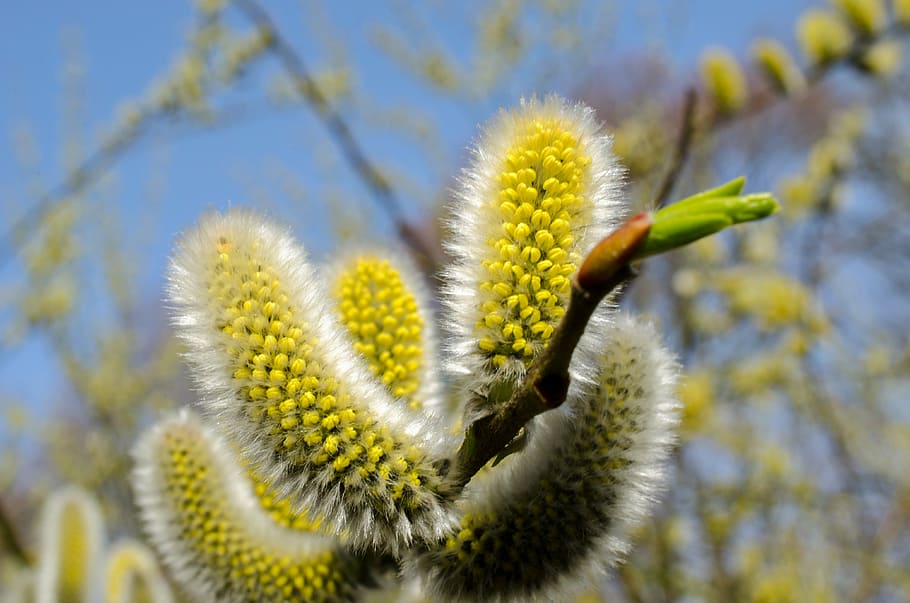 green leafed plants, pussy willow, spring, summer, pollen, allergy, blossom, bloom, stamens, signs of spring