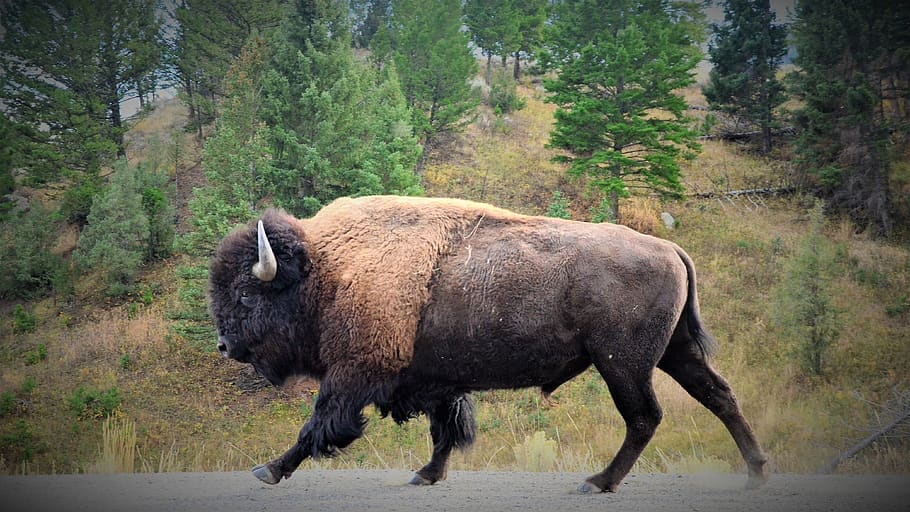 bison, buffalo, bull, animal, horns, prairie, mammal, american, nature, wild