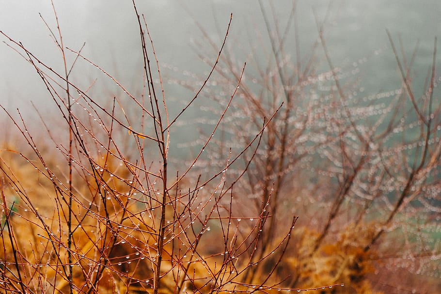 dew, water, drops, branches, woods, nature, plant, tranquility, day, focus on foreground