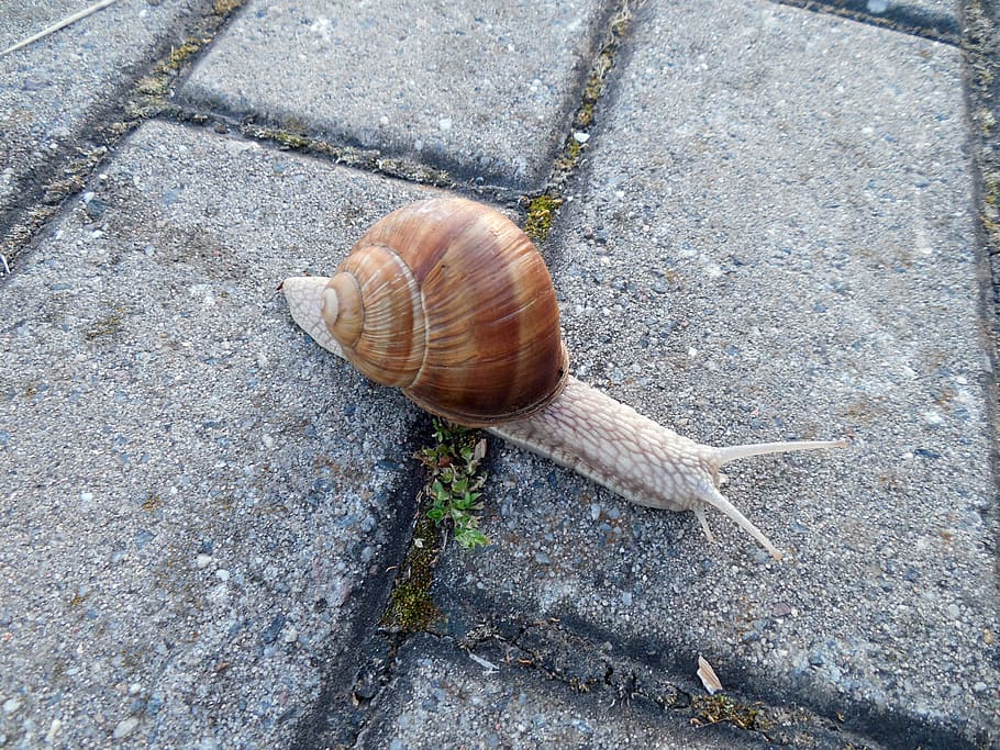 snail, shell, snail shell, escargots, mollusk, land snail, slowly, close, morning, animal