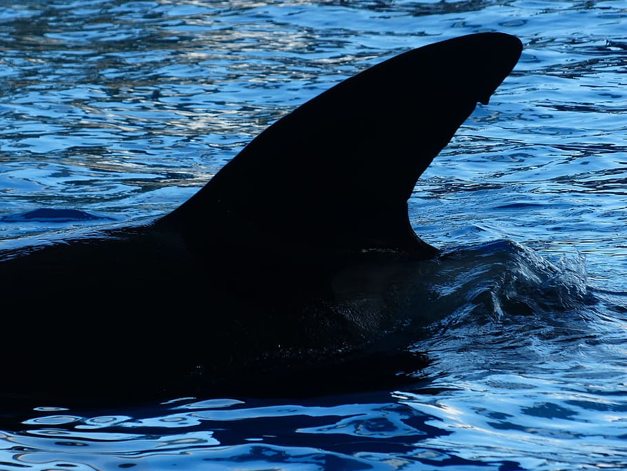 Aleta dorsal, orca, wal, orcinus orca, orka, agua, agua de mar, piscina, cola, aleta