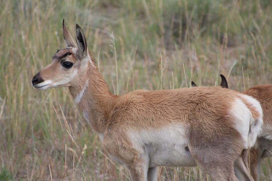 Pronghorn, Usa, Wild, Animal, wild, animal, bryce canyon, antelope, young animal, wildlife, nature