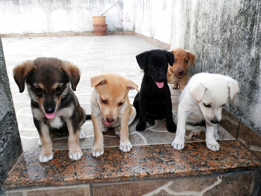 puppy litter, sits, floor, walls, daytime, puppy, litter, animal, dog, pets