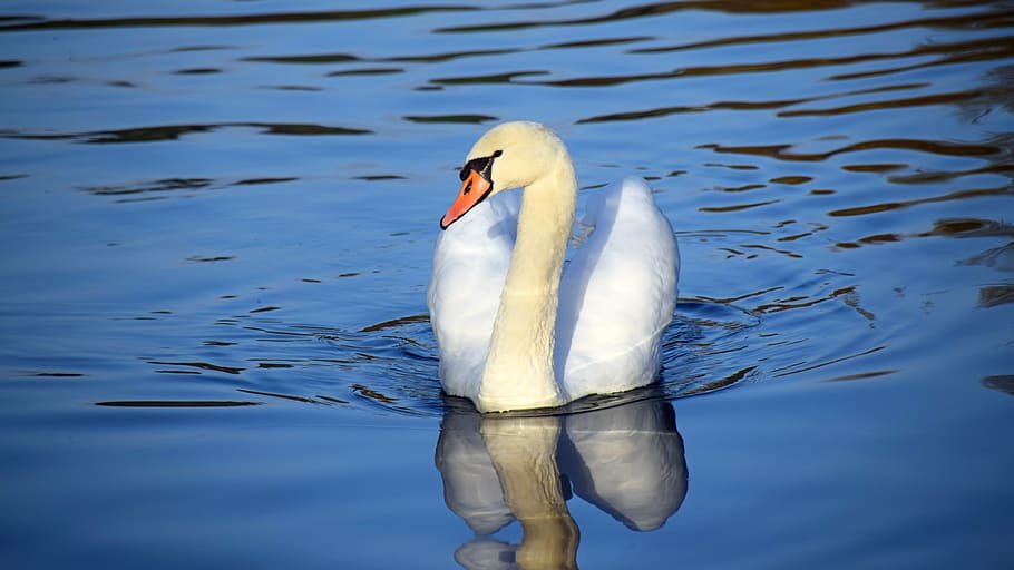 white, swan, floating, water, switzerland, river, bird, blue, swim, mirroring