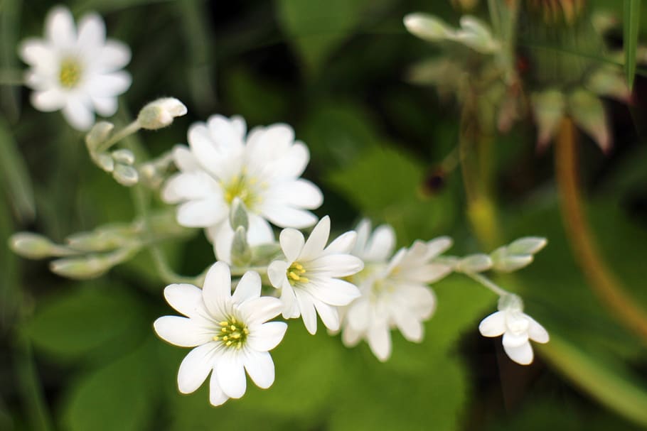arable hornwort, caryophyllaceae, white, blossom, bloom, flowers, medicinal plant, plant, horn herbs, cerástium arvénse