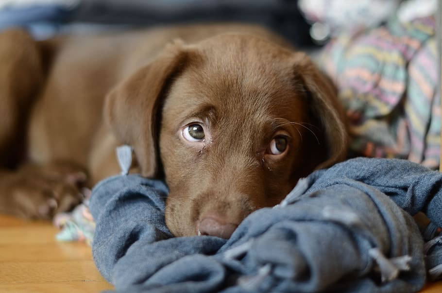 chocolate labrador retriever puppy, lying, blue, textile, chocolate Labrador, Labrador Retriever, puppy, lying down, dog, funny