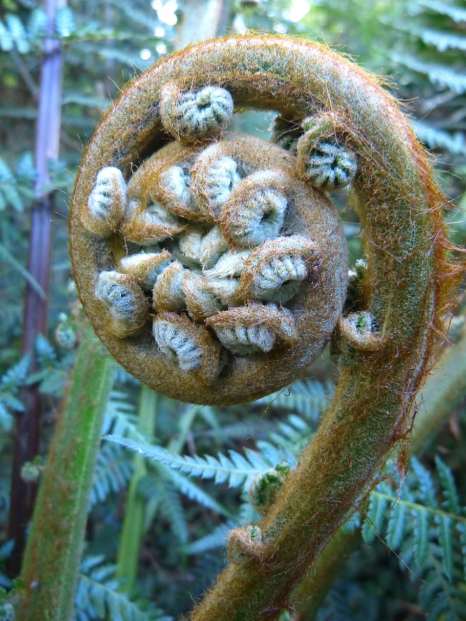 fern, plant, fiddlehead, roll out, vessel sporenpflanze, nature, close-up, day, growth, focus on foreground