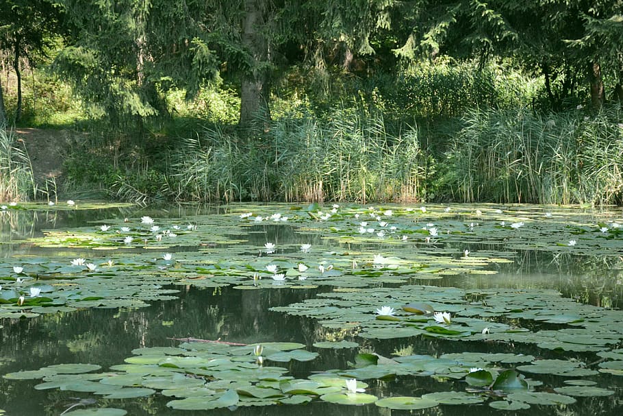 waterlilies, lake, south tyrol, water, plant, beauty in nature, water lily, floating, floating on water, reflection