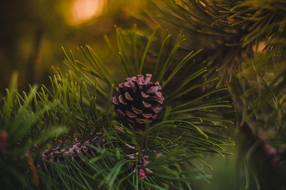 pine corn photography, pine, cone, green, tree, plant, blur, nature, outdoor, pine tree