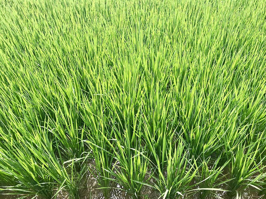terrazas de arroz, hierba, crecimiento, planta, rush, hoja, verano, medio ambiente, color verde, césped