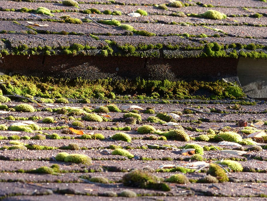 Moss, Covered, Roof, Asphalt, Shingles, noture, humid, shed, old building, wooden