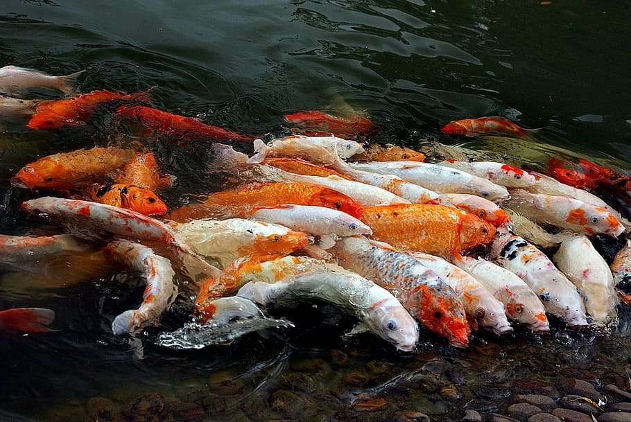 Koi, carpa, grupo de peixes koi, água, peixe, animal, carpa koi, vertebrado, natação, vida selvagem animal