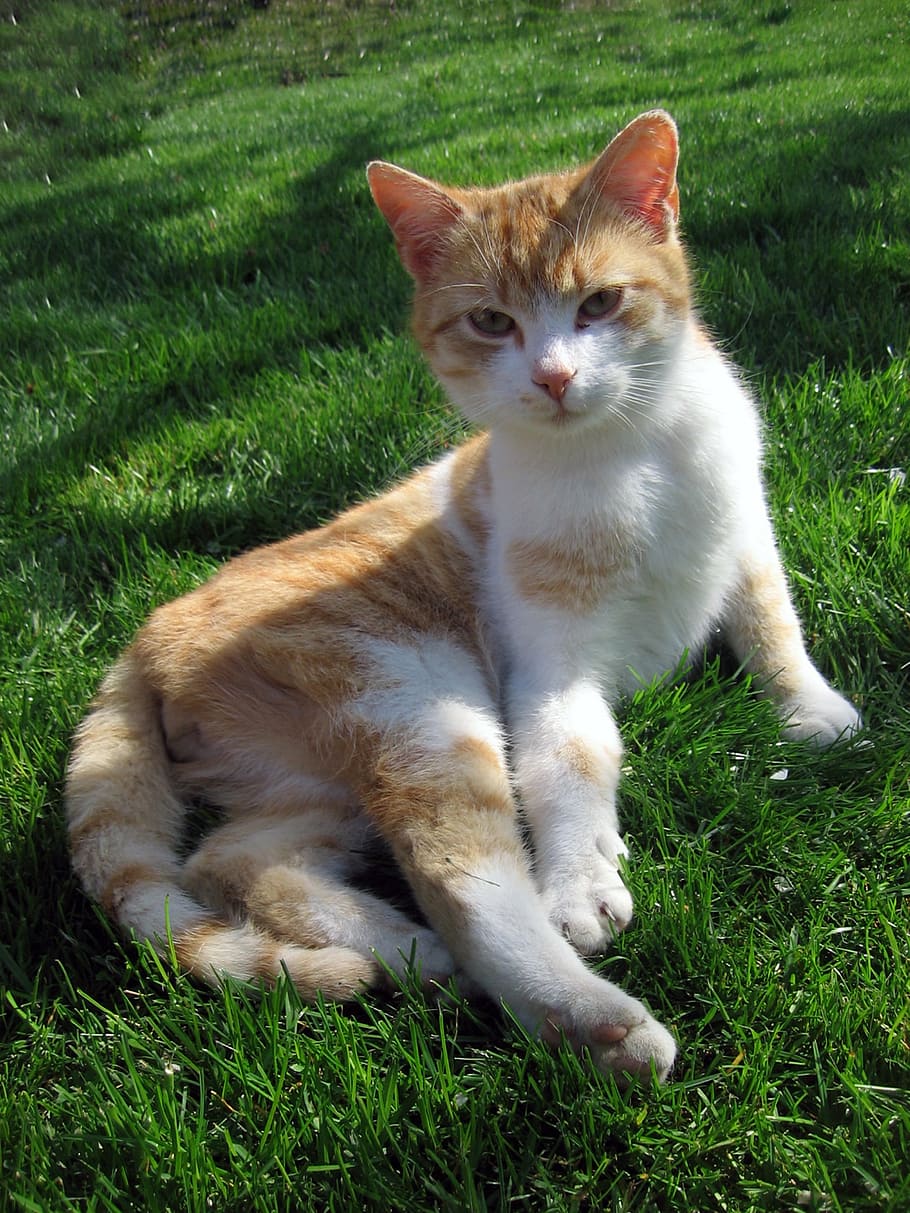 cat, tomcat, breather, peace, grass, pets, domestic Cat, animal, cute, outdoors