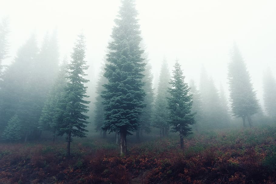 assorted pine tress, Pine, tress, brown, fog, forest, green, trees, white, winter