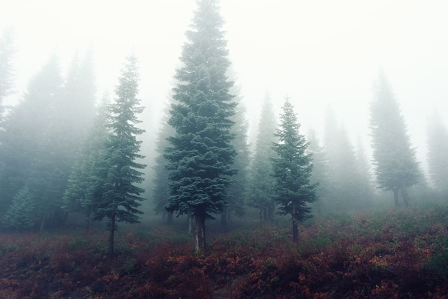 forest, trees, fog, mist, grey, grass, nature, tree, plant, land