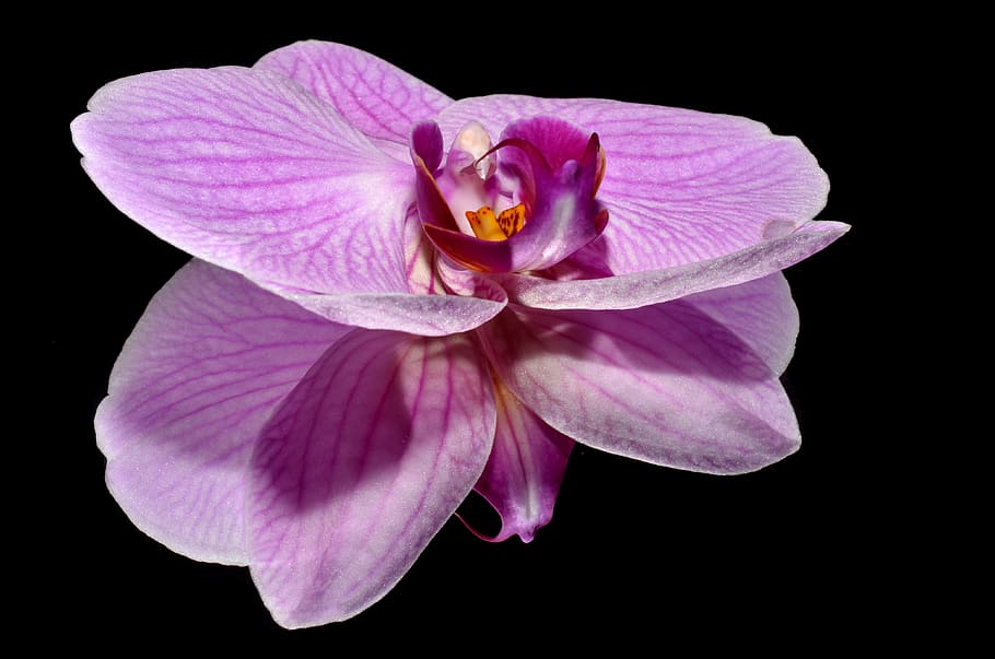 bunga anggrek ungu, orkide, bunga, merah muda, tanaman berbunga, daun bunga, kesegaran, kerentanan, kerapuhan, perbungaan