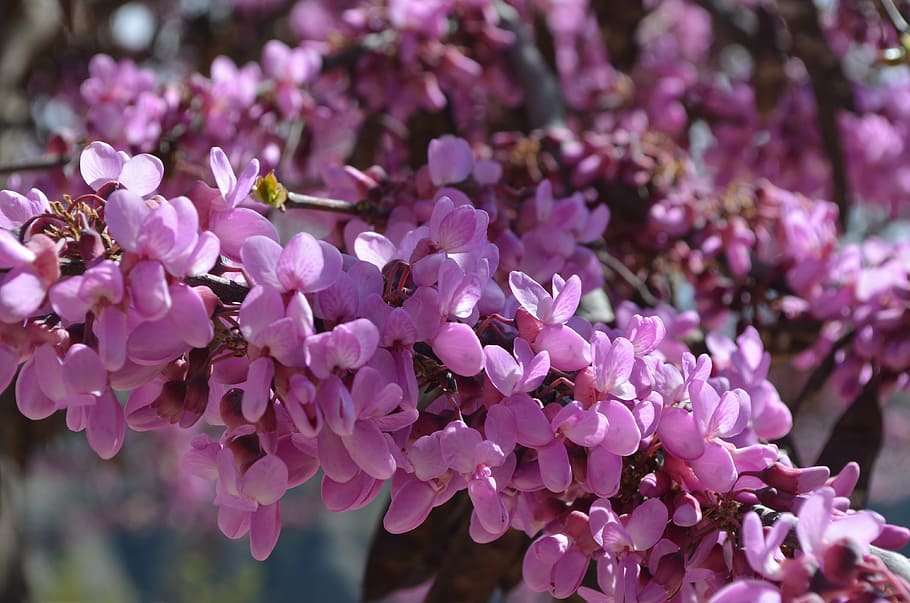 flores, primavera, color, púrpura, naturaleza, planta, jardín, flor, alergias, floración