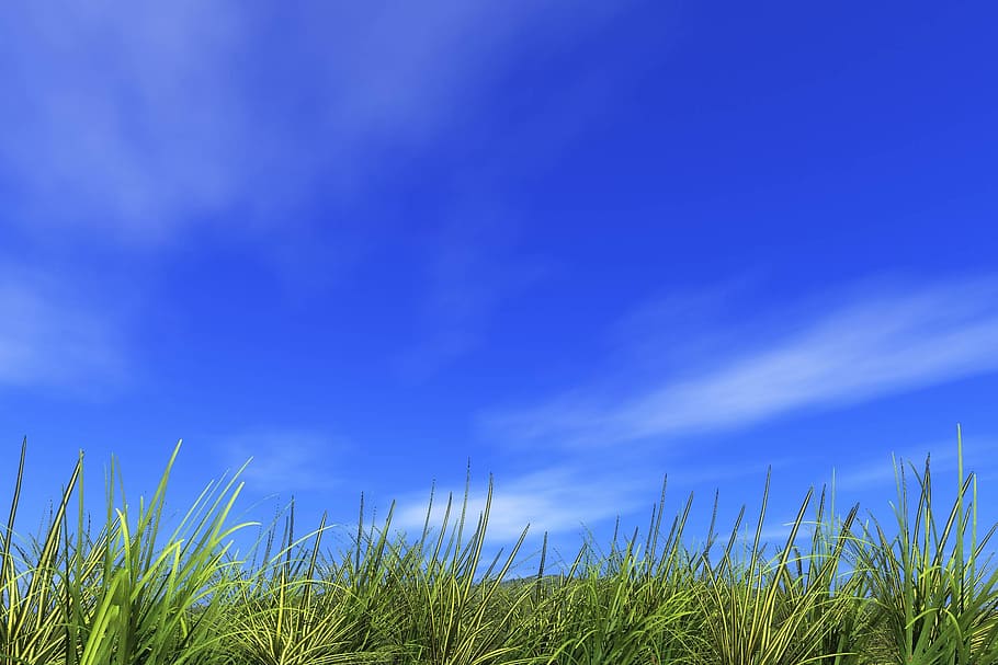 green, field, clear, sky background, refreshing, hill, summer, earth, sun, clear skies