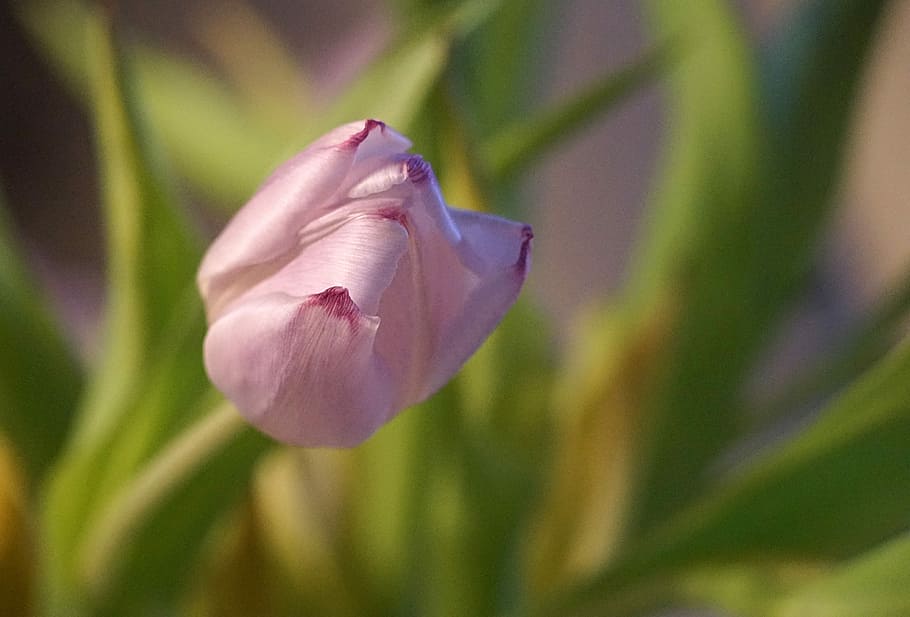 Tulipán, Flor, Floración, Primavera, Púrpura, flores de primavera, cerrar, pétalo, naturaleza, crecimiento